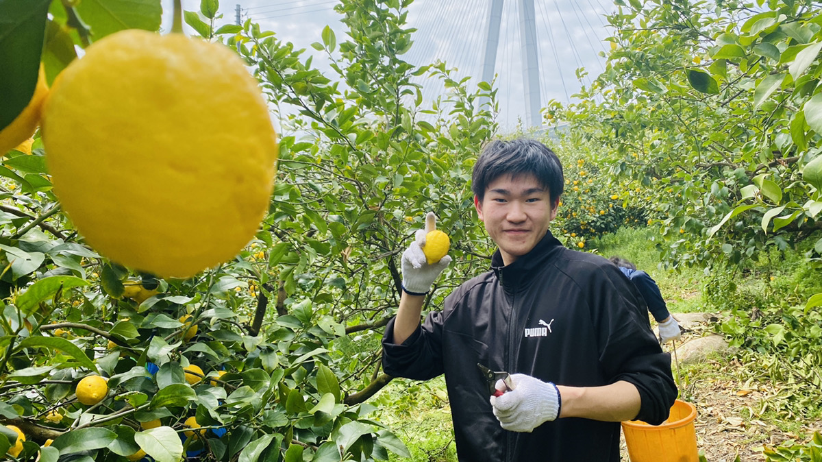 瀬戸内 の温暖な気候がはぐくむ 広島 レモン 尾道市 まるか食品